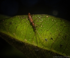 Cerobates ophthalmicus