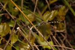 Orthetrum brachiale