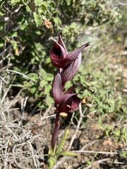 Serapias orientalis orientalis