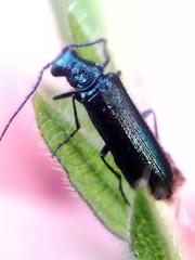 Dasytes caeruleus