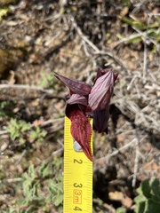 Serapias orientalis orientalis