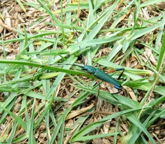 Litopus latipes dispar