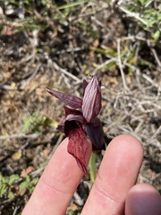 Serapias orientalis orientalis