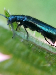 Dasytes caeruleus
