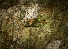 Sorolopha delochlora