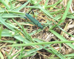 Litopus latipes dispar