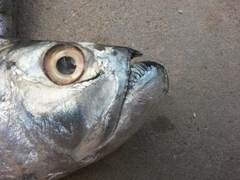 Whitefin Wolf-Herring photo 4