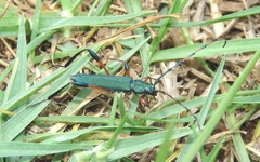 Litopus latipes dispar