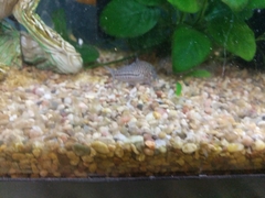 Corydoradinae