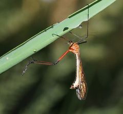 Harpobittacus