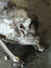 Emballonuridae
