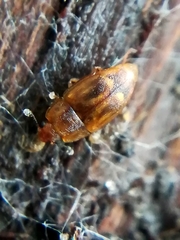 Epuraea imperialis