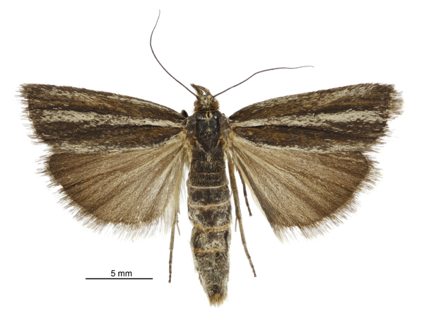 Orocrambus mylites
