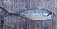 Megalaspis cordyla