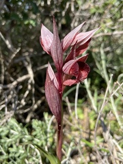 Serapias orientalis orientalis