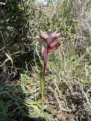 Serapias orientalis orientalis