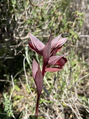 Serapias orientalis orientalis