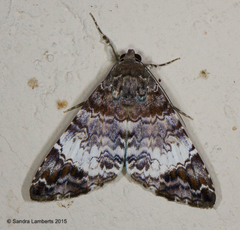 Coenipeta damonia