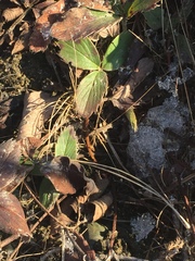 Fragaria virginiana glauca