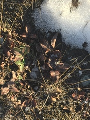 Fragaria virginiana glauca