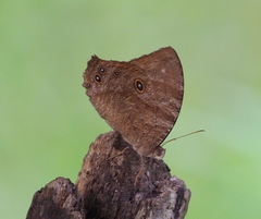 Melanitis constantia