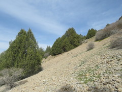 Juniperus polycarpos turcomanica