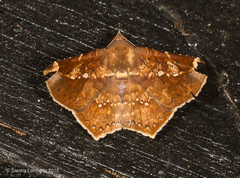 Euclystis isoa