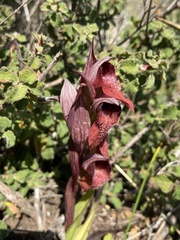 Serapias orientalis orientalis