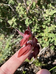 Serapias orientalis orientalis