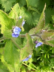 Pentaglottis sempervirens