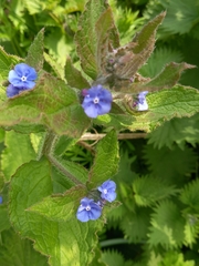 Pentaglottis sempervirens