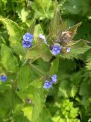 Pentaglottis sempervirens