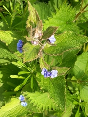Pentaglottis sempervirens