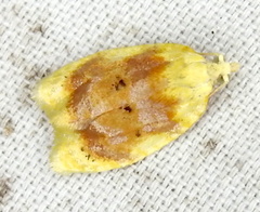 Acleris semipurpurana image