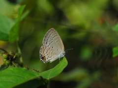 Catochrysops panormus