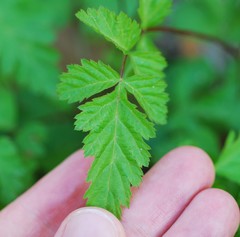 Rubus pungens oldhamii