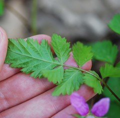 Rubus pungens oldhamii
