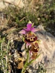 Ophrys calypsus