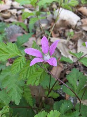 Rubus pungens oldhamii