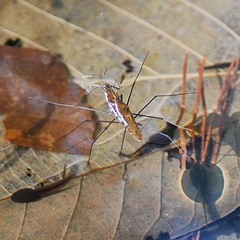 Gerris gracilicornis