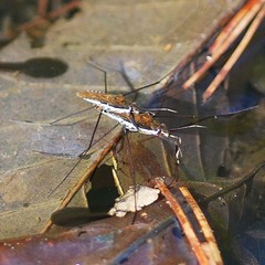 Gerris gracilicornis