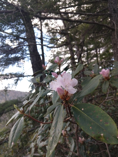 Image of Rhododendron carolinianum by (c) Jamie Carter, some rights reserved (CC BY)