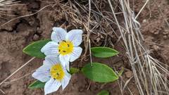 Hesperochiron pumilus