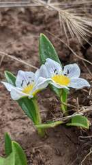 Hesperochiron pumilus