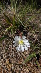 Lewisia oppositifolia