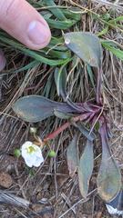 Lewisia oppositifolia