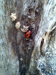 Ogdoecosta biannularis