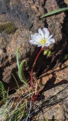 Lewisia oppositifolia