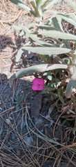 Oenothera deserticola