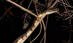Dendrelaphis chairecacos